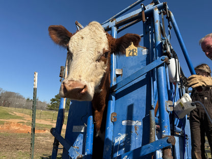 [DEPOSIT] Quarter Akaushi Beef