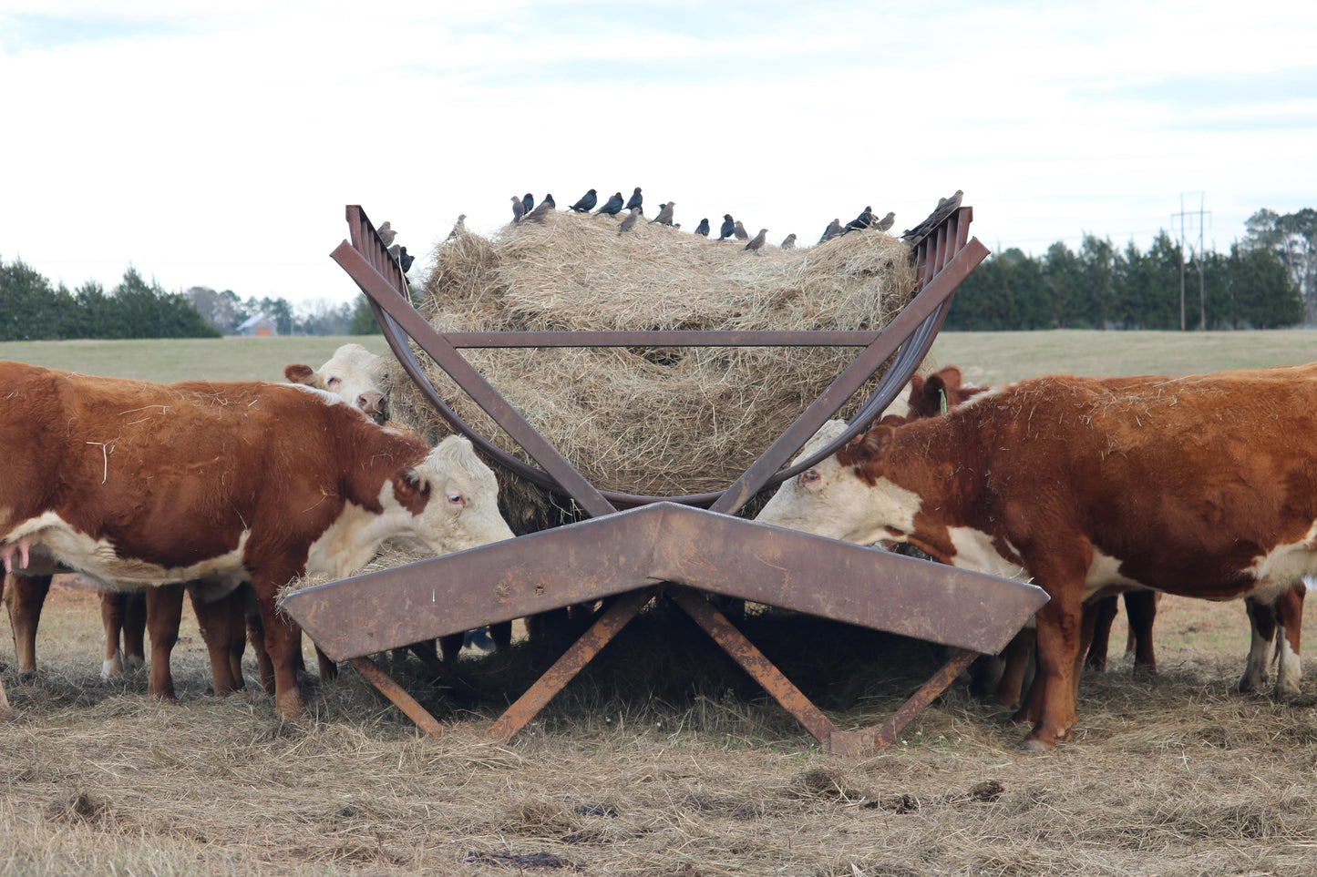 [DEPOSIT] Half Akaushi Beef