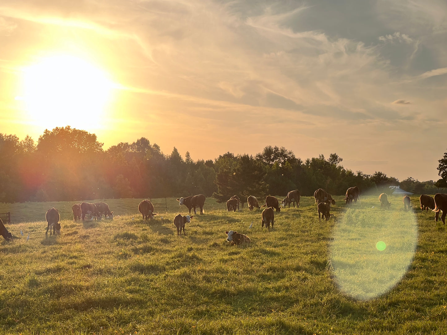 [DEPOSIT] Quarter Akaushi Beef