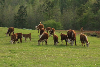 [DEPOSIT] Quarter Akaushi Beef