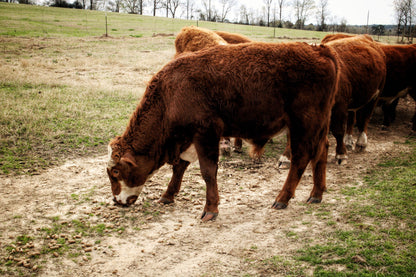 [DEPOSIT] Half Akaushi Beef