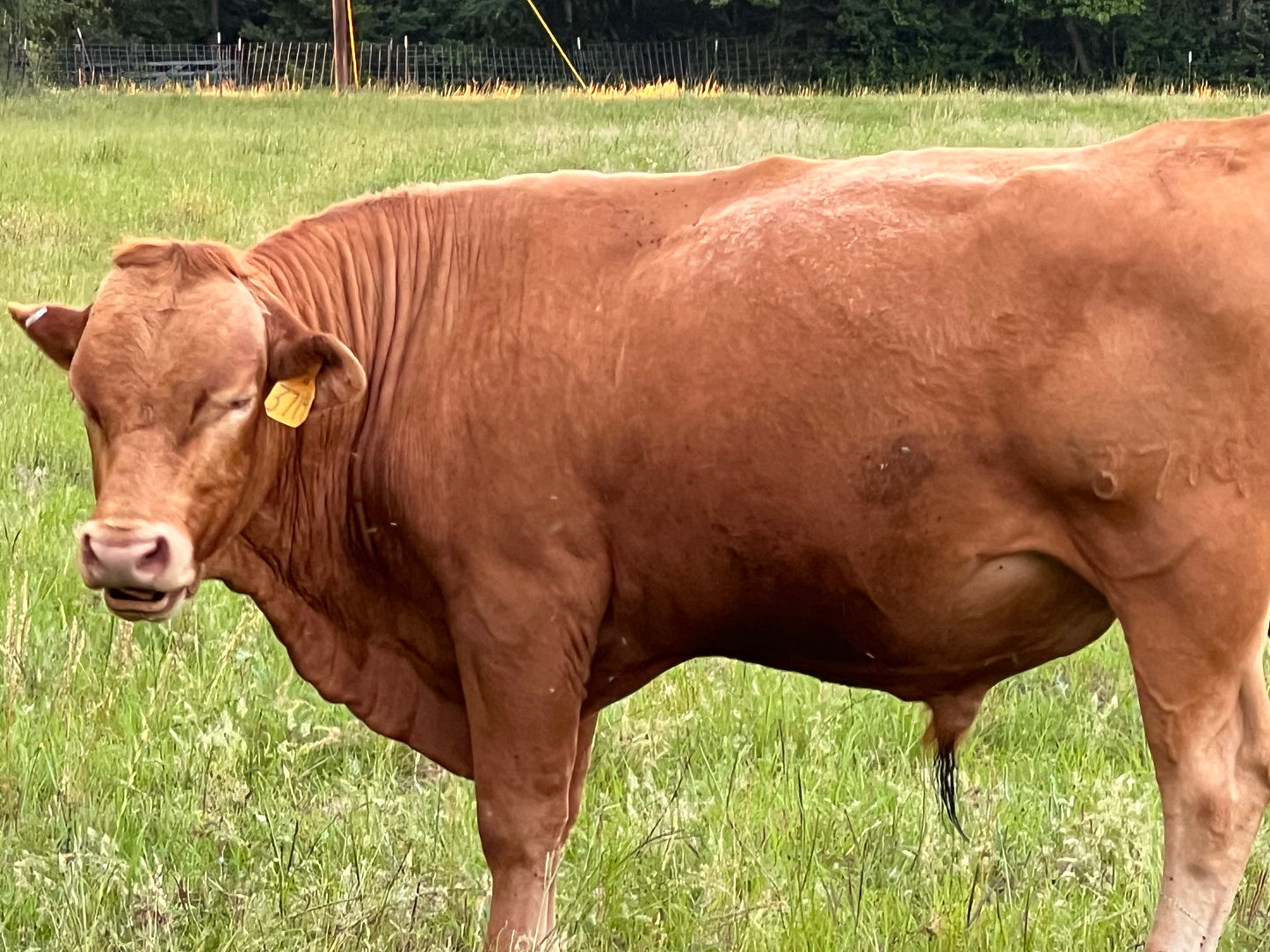 [DEPOSIT] Half Akaushi Beef