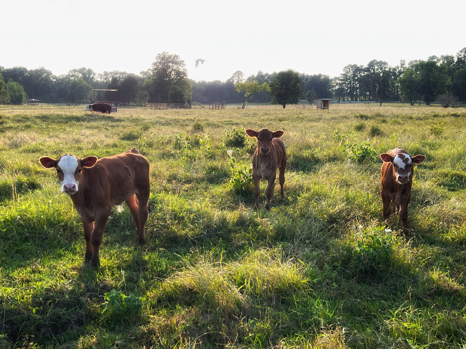 Three calves standing in a grassy field with trees in the background