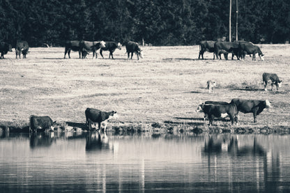 [DEPOSIT] Half Akaushi Beef